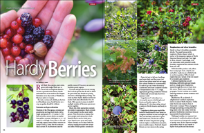 Hardy Berries